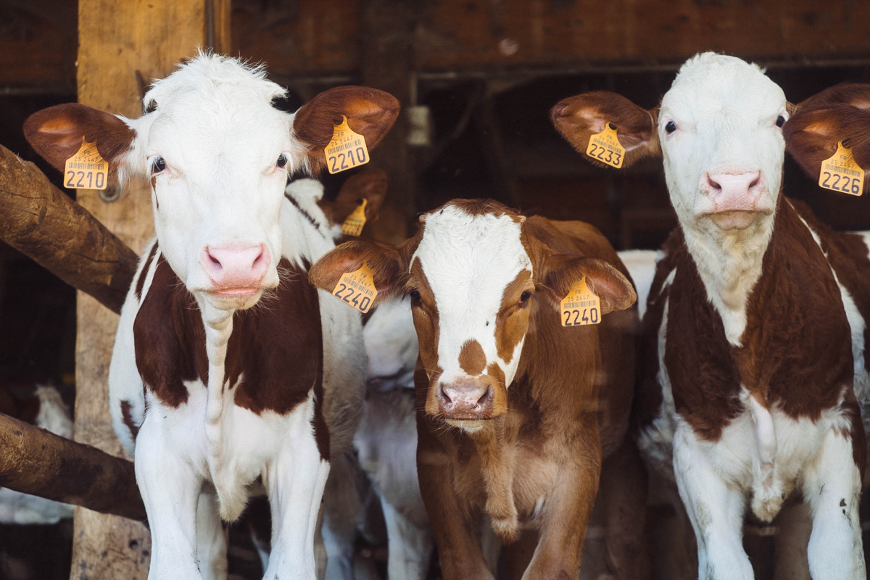 Chronic Oversupply, Depressed Prices Plague Dairy Industry Chronic Oversupply, Depressed Prices Plague Dairy Industry