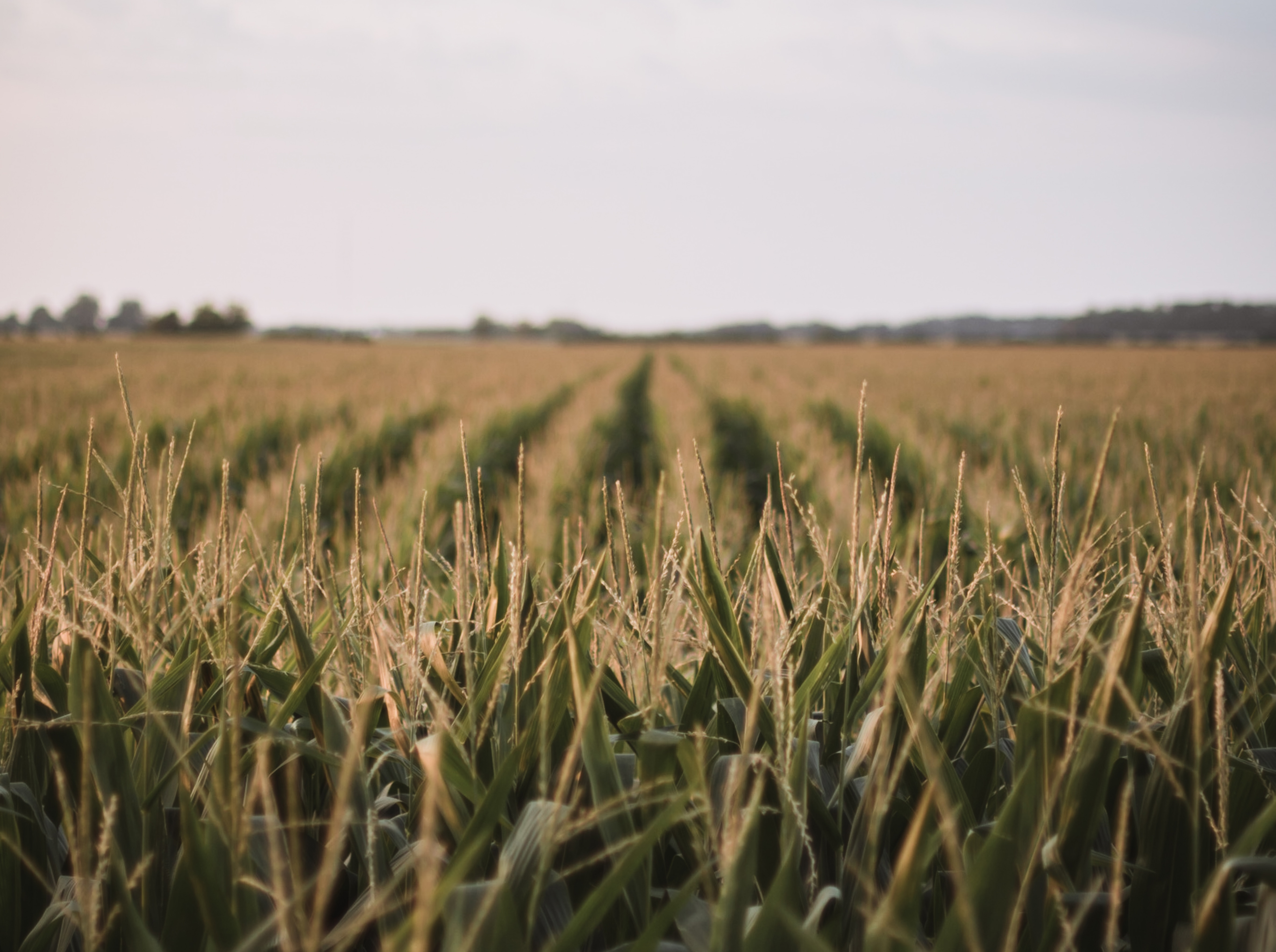 NFU and SDFU Concerned EPA REGS Rule Would Restrict Use of Higher Blends of Ethanol