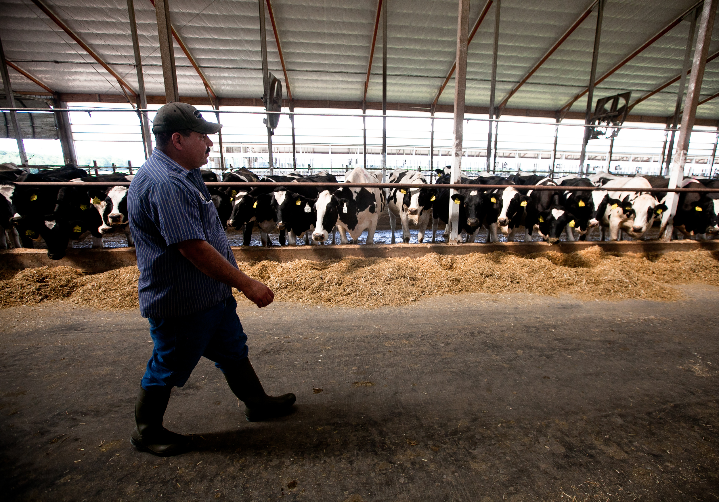 House Disaster Aid Package Offers First Steps to Fixes for Cotton and Dairy