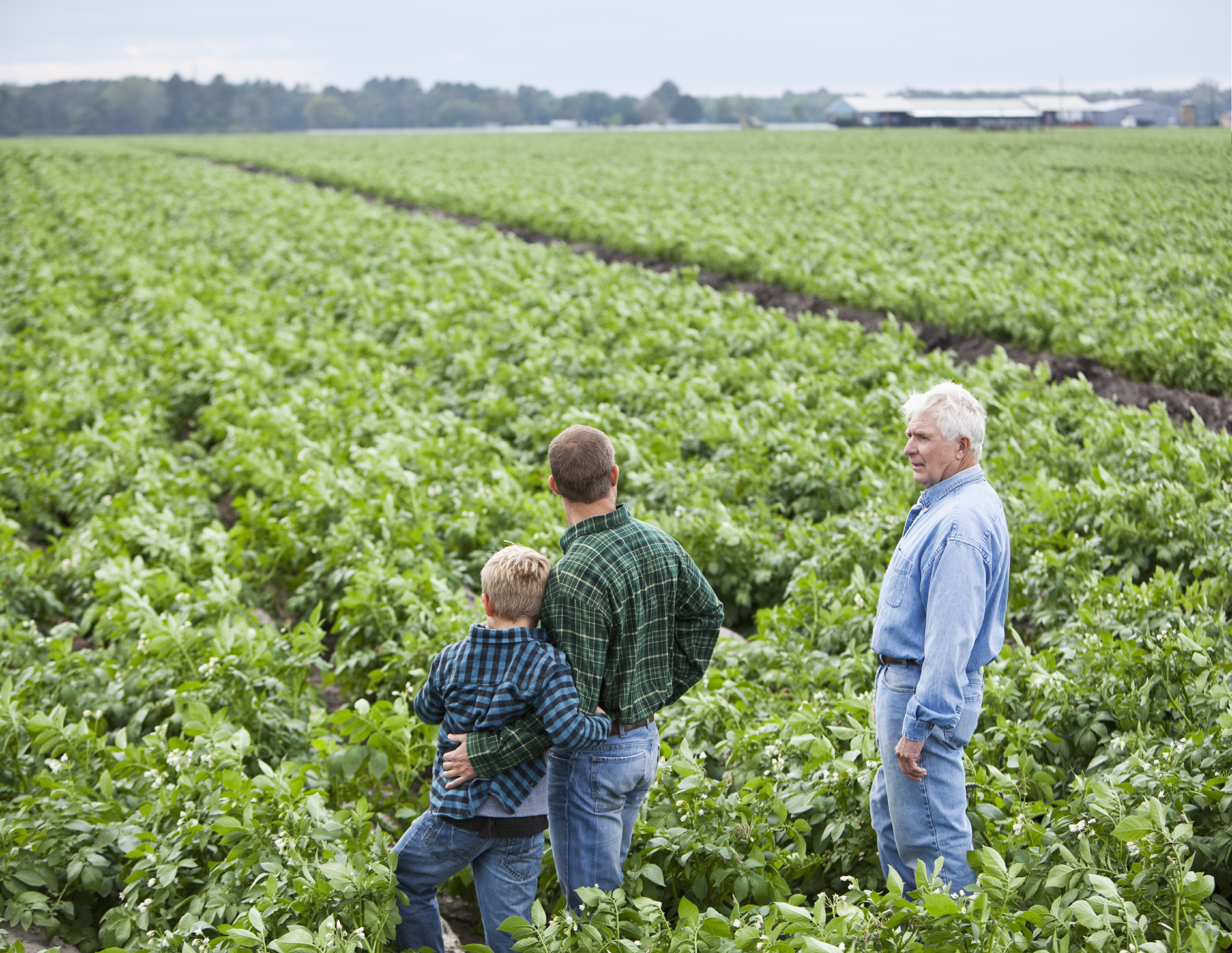 Congressional Tax Plans Jeopardize the Farm Safety Net, CBO Analysis Says Congressional Tax Plans Jeopardize the Farm Safety Net, CBO Analysis Says