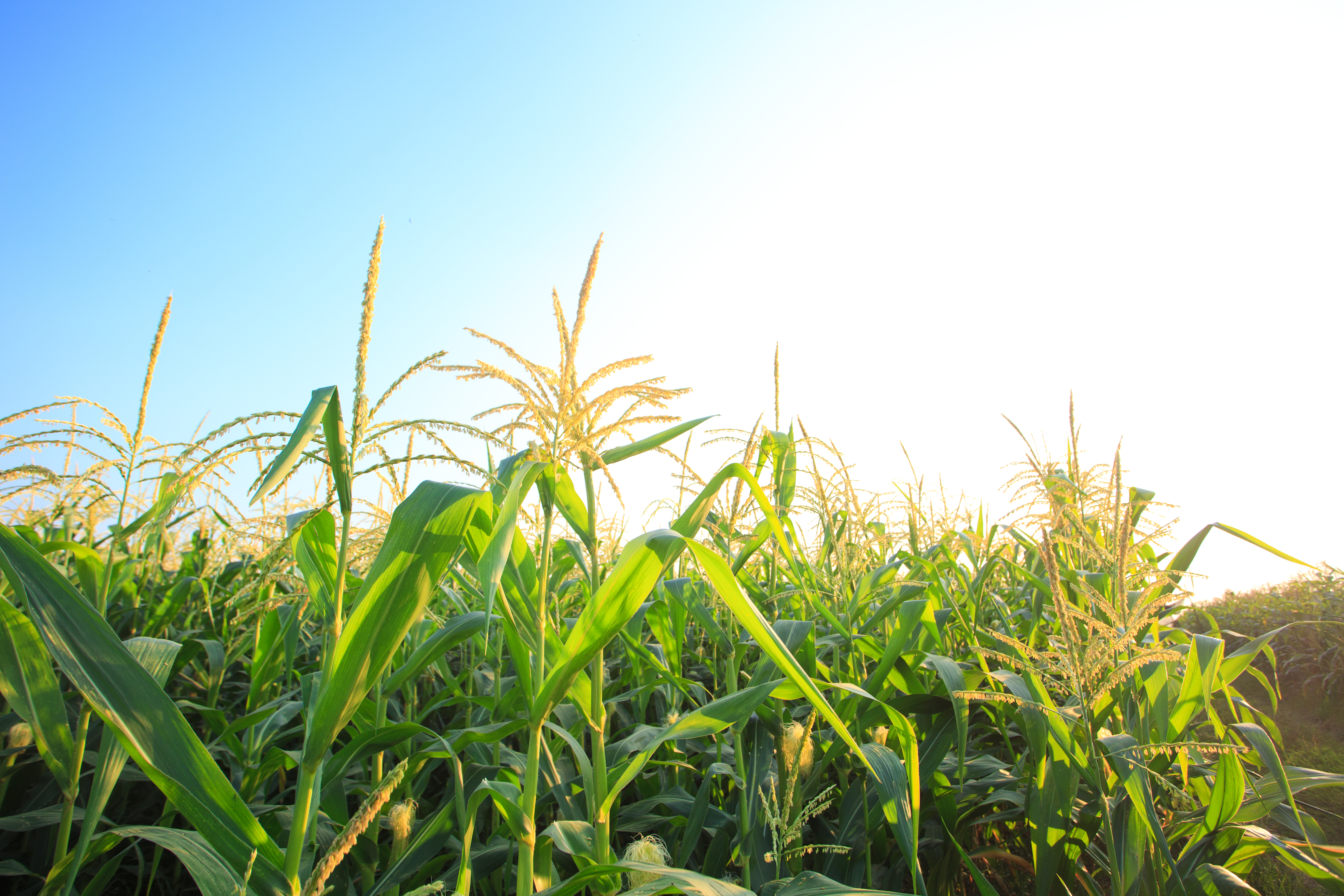 Replacing Aromatics with Biofuels Would Improve Public Health Outcomes, Decrease Fuel Costs Replacing Aromatics with Biofuels Would Improve Public Health Outcomes, Decrease Fuel Costs