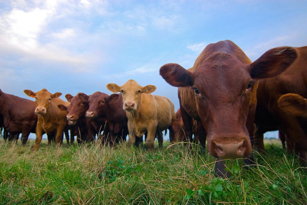 Livestock Competition Rule Unlikely to Provide Needed Protections to Farmers Livestock Competition Rule Unlikely to Provide Needed Protections to Farmers