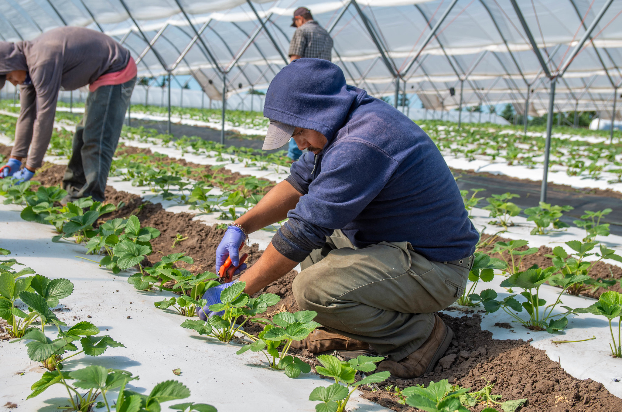 American Agriculture Depends on Every Link in the Food Supply Chain