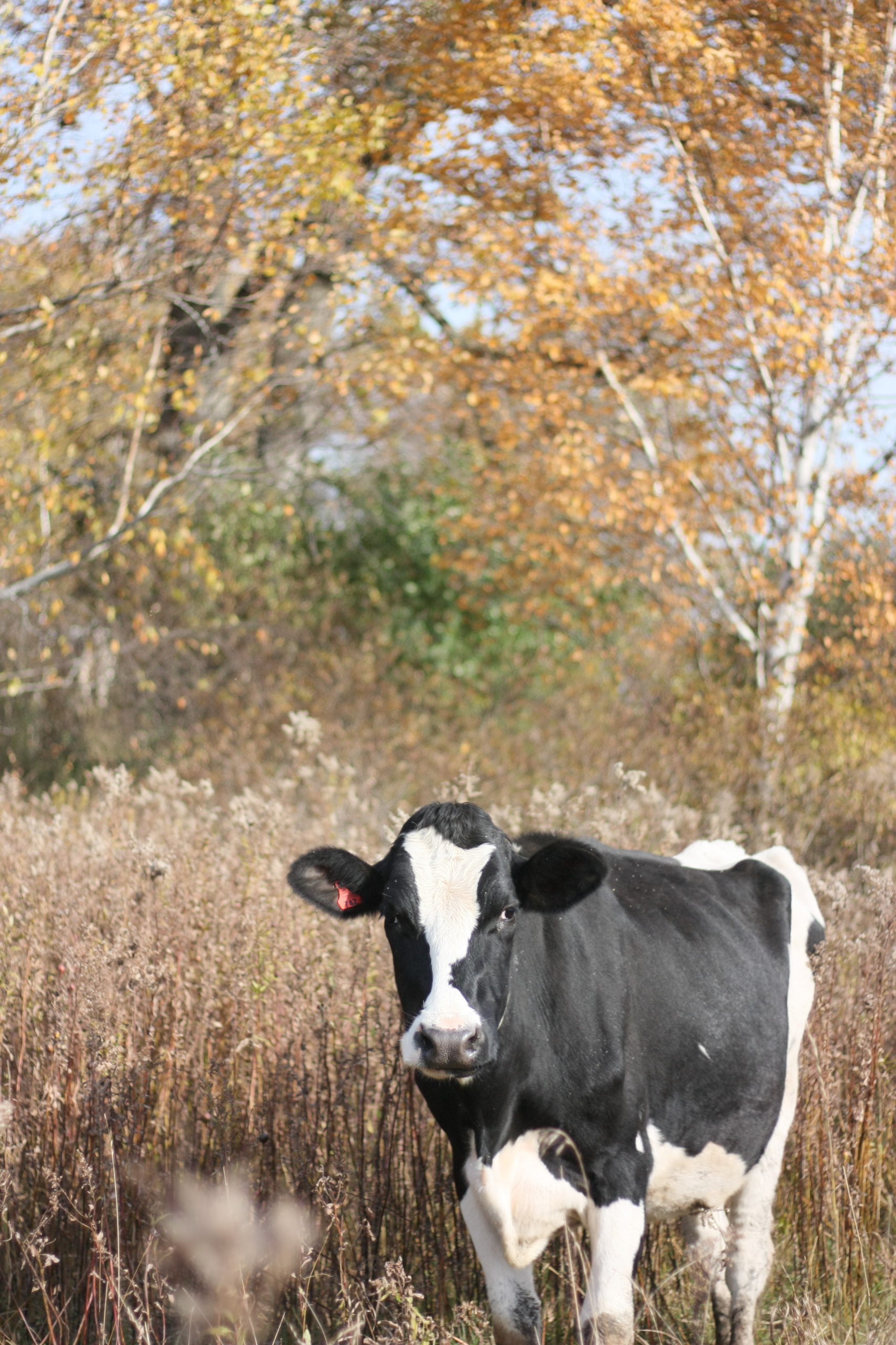 Supply Management: Cherries, Cows, and Cognitive Dissonance – Oh, My! Supply Management: Cherries, Cows, and Cognitive Dissonance – Oh, My!