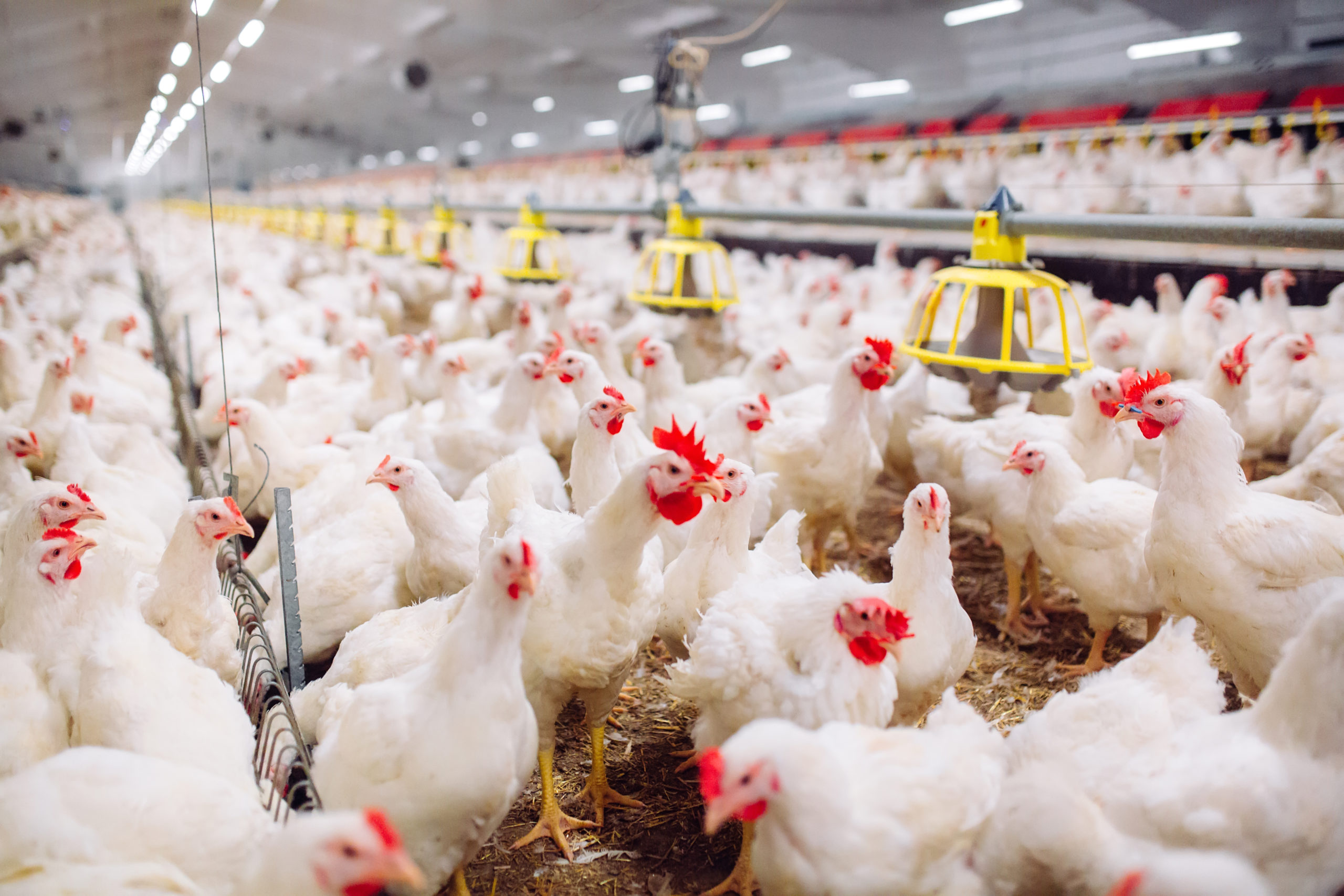 NFU Welcomes Stronger Protections from Corporate Abuse NFU Welcomes Stronger Protections from Corporate Abuse
