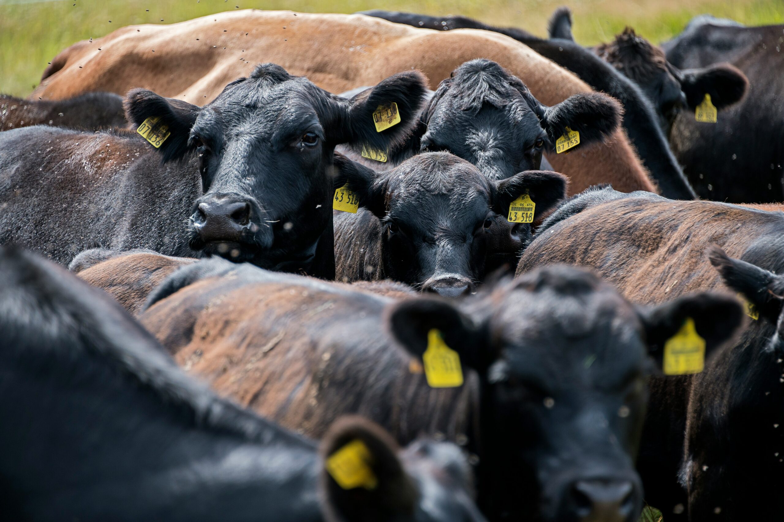 NFU Champions Passage of the American Beef Labeling Act